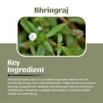 Bhringraj Powder