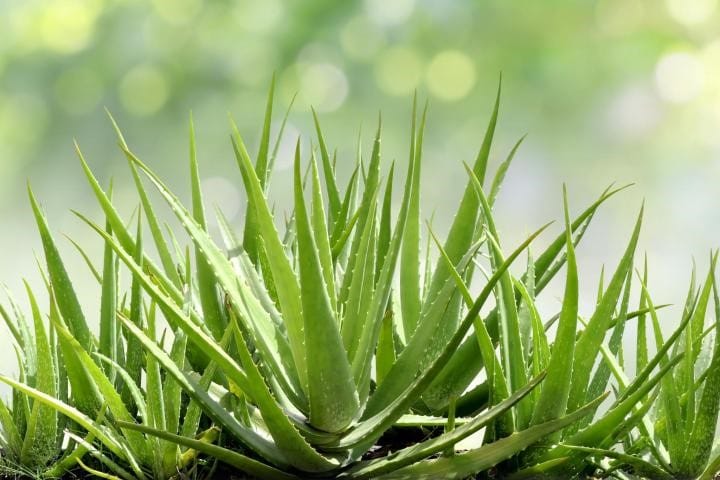 ALOE VERA: MAGICAL REMEDY FOR MANY PROBLEMS