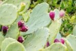 The Prickly Pear Cactus – More Worthy Than Fragrant Flowers